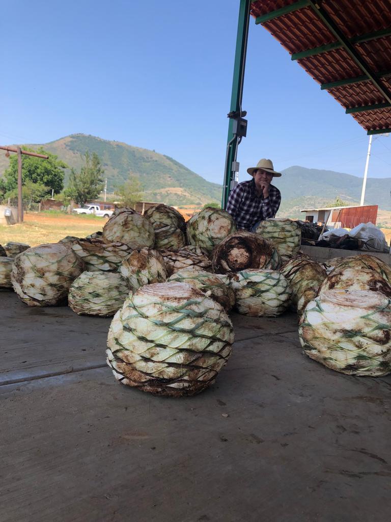 Mezcal Artesanal Michoacano ENSAMBLE Cupreata y Espadín